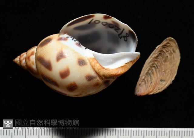 象牙鳳螺藏品圖，第11張