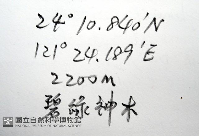 條紋木球馬陸藏品圖，第11張
