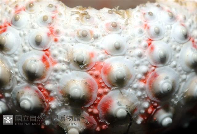 浪腔海膽(波紋腔海膽)藏品圖，第11張