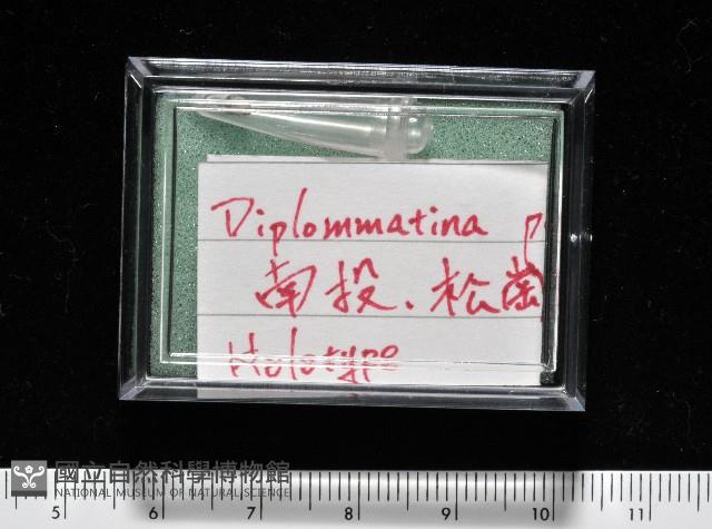 似高山芝麻蝸牛藏品圖，第11張