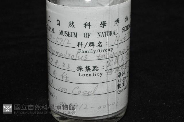 臺灣深海殼菜蛤藏品圖，第11張