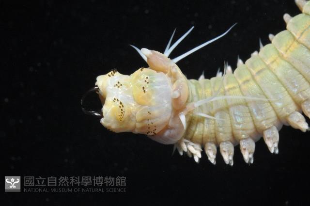 雙齒圍沙蠶藏品圖，第11張