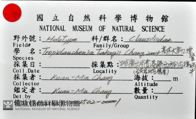 高木大傘口煙管蝸牛藏品圖，第11張