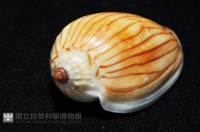 斑馬渦螺藏品圖，第11張