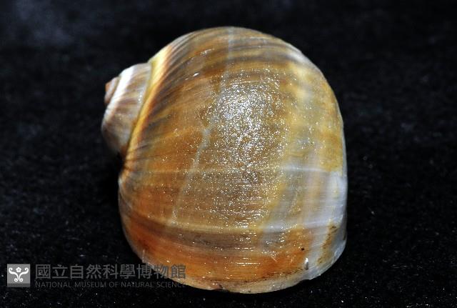 小灰玉螺藏品圖，第11張