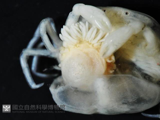 中華淺鰓虱藏品圖，第11張