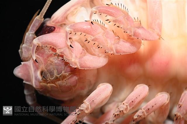道氏深水虱藏品圖，第11張