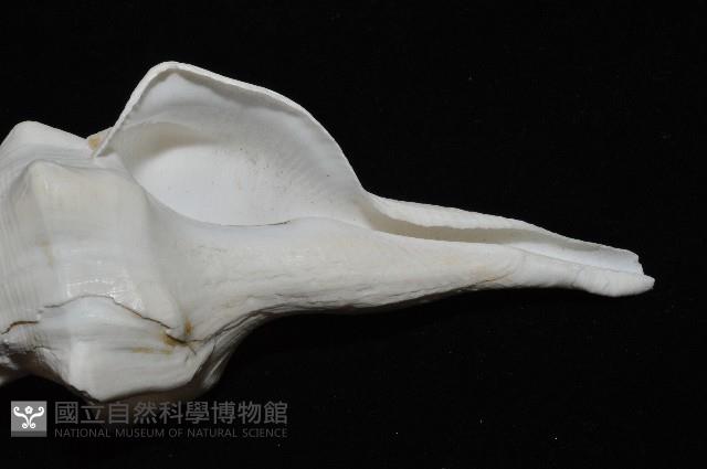 波緣長旋螺藏品圖，第11張