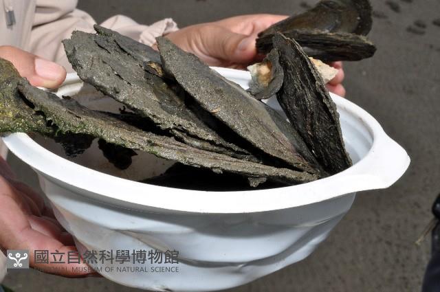 馬鞍(扁平)障泥蛤藏品圖，第11張