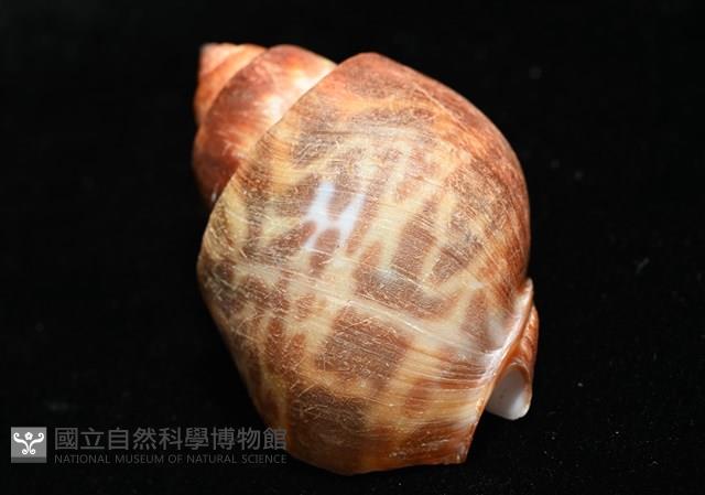 深溝鳳螺藏品圖，第11張