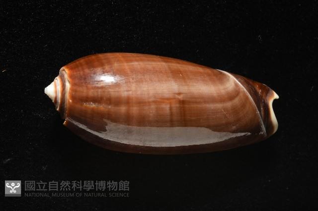 登錄號:007819-00131藏品圖，第11張