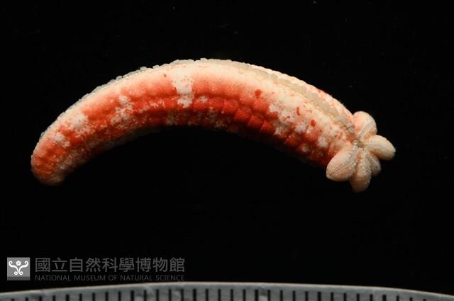 少篩蛇海星藏品圖，第11張