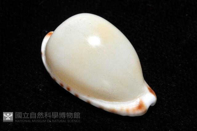 小無齒寶螺藏品圖，第11張