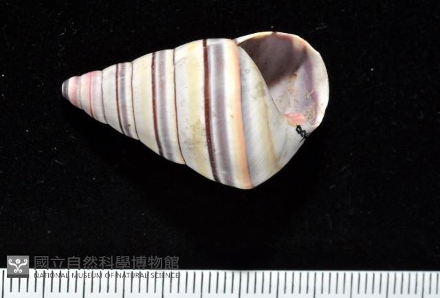 彩虹蝸牛藏品圖，第11張