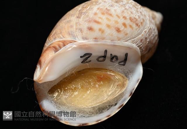 南非鳳螺藏品圖，第11張