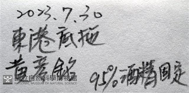 未知種鰓虱藏品圖，第11張