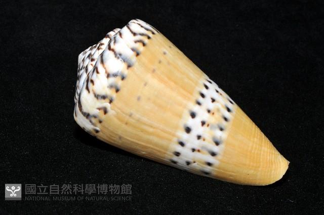 鼬鼠芋螺藏品圖，第11張