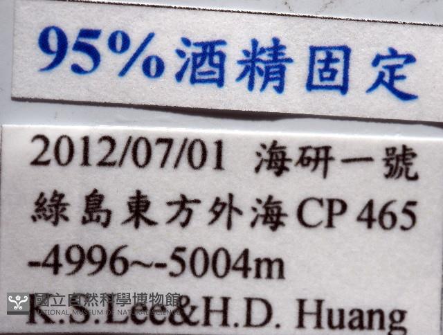 未知種深海石鱉藏品圖，第11張