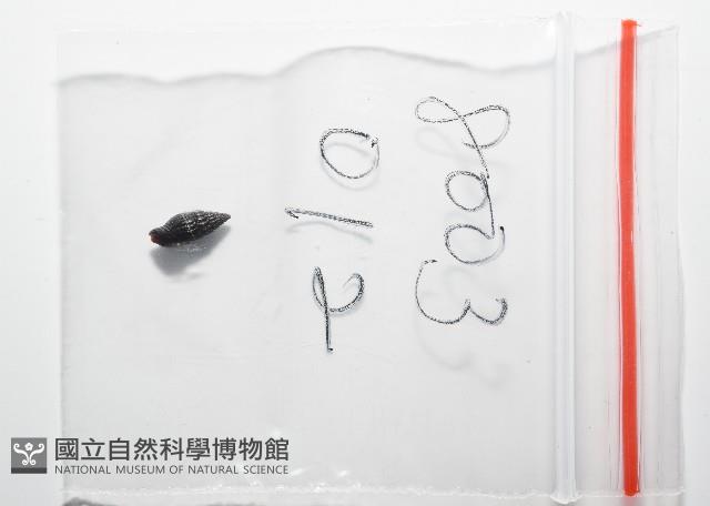 晨光蛹筆螺藏品圖，第11張