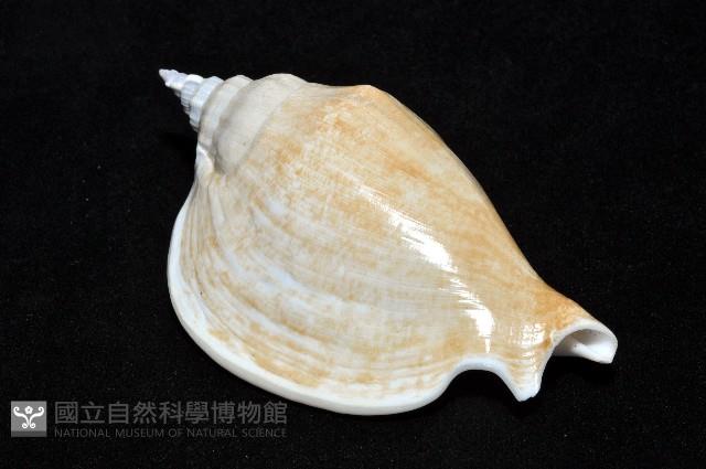 圓袖鳳凰螺藏品圖，第11張
