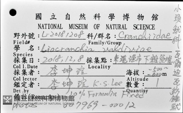瓦爾迪瓦紡錘魷藏品圖，第11張