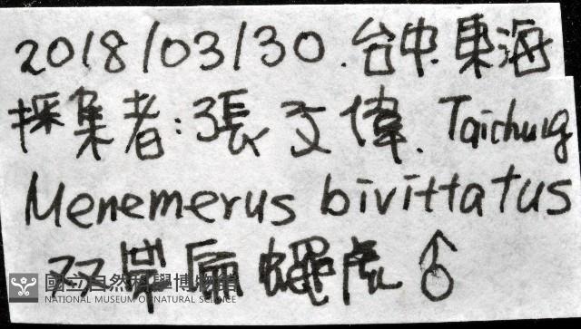 雙帶扁蠅虎藏品圖，第11張