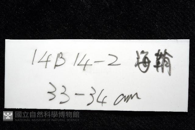 北極有柄海鞘藏品圖，第11張