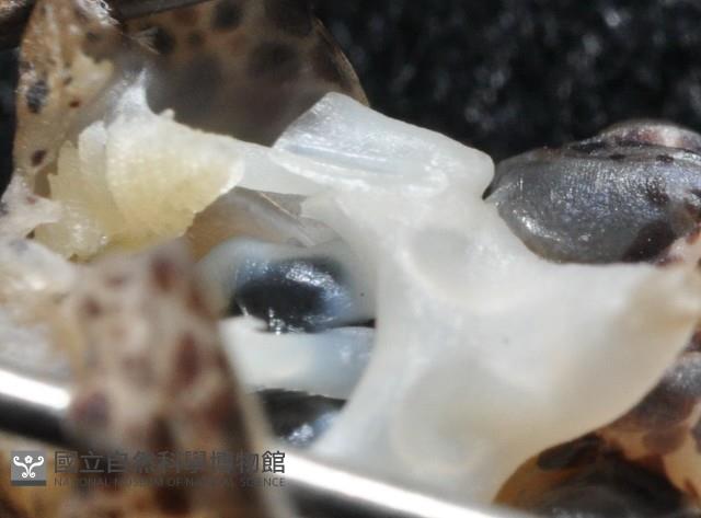 柏氏四盤耳烏賊藏品圖，第11張
