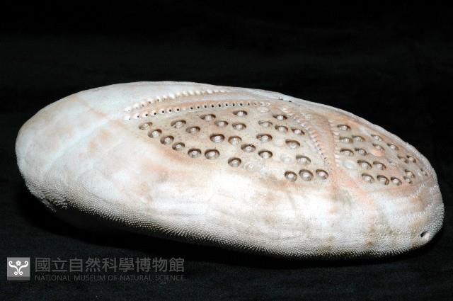 秀麗布萊海膽藏品圖，第11張
