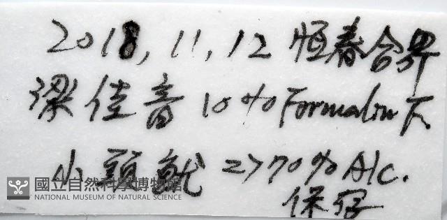 瓦爾迪瓦紡錘魷藏品圖，第11張