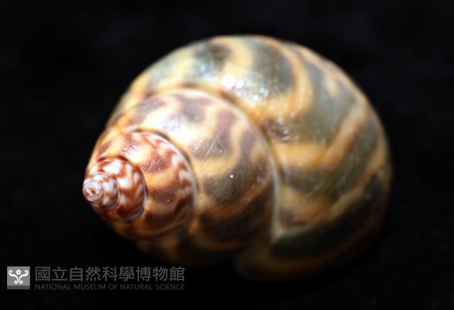 臺灣鳳螺藏品圖，第11張