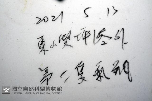 未知種海羊齒共生蝦藏品圖，第11張