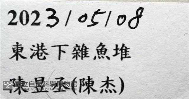 未知種長腿蟹藏品圖，第11張