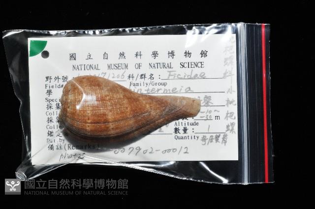 小枇杷螺藏品圖，第11張