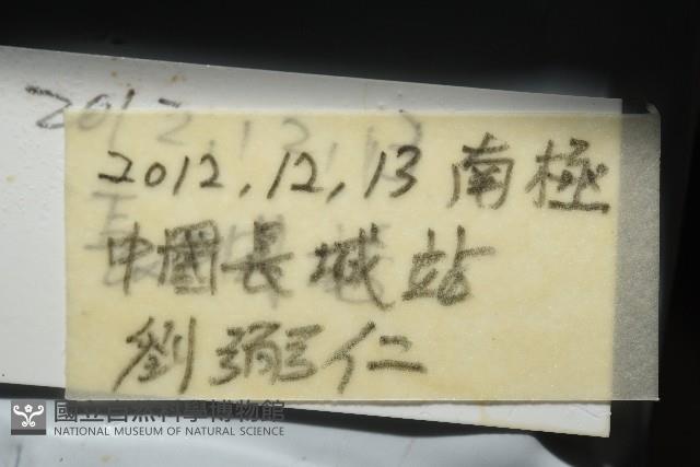 南極海盤車藏品圖，第11張