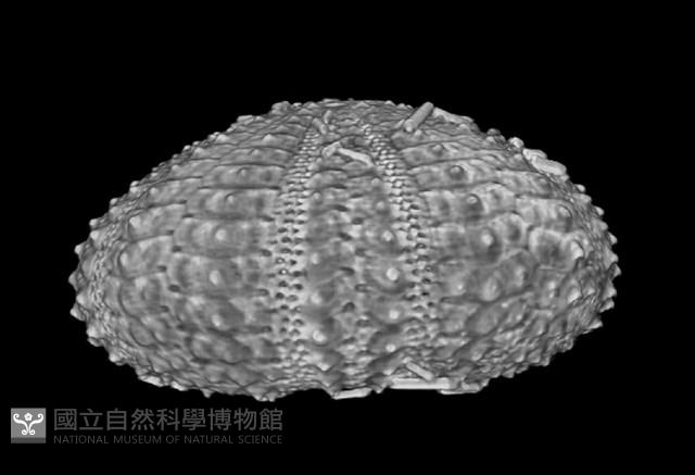 芮氏刻肋海膽藏品圖，第11張