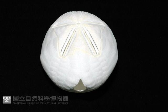 心形海壺藏品圖，第11張