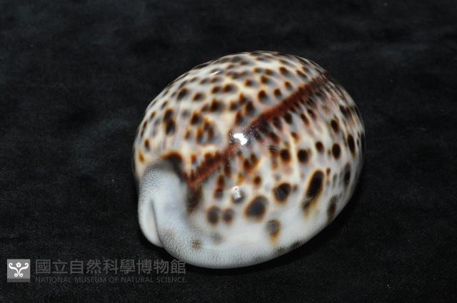 黑星寶螺藏品圖，第11張