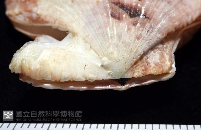 垂簾海扇蛤藏品圖，第11張