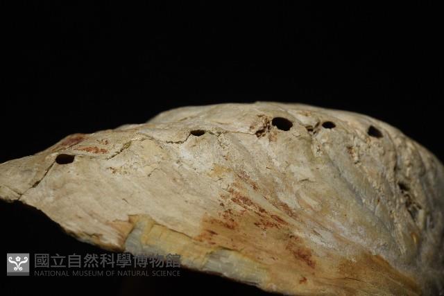 孔雀鮑螺藏品圖，第11張