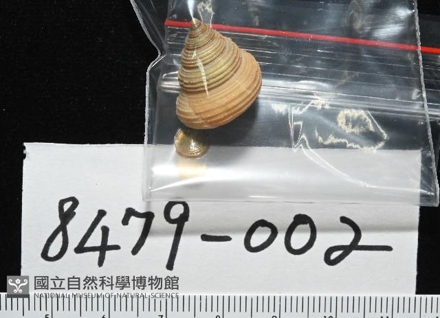 景林鐘螺藏品圖，第11張
