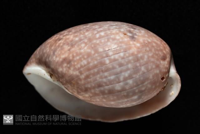棗螺藏品圖，第11張