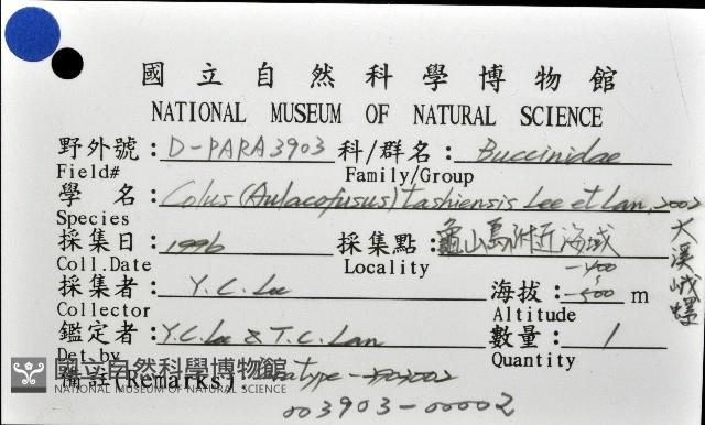 大溪峨螺(新種)藏品圖，第11張