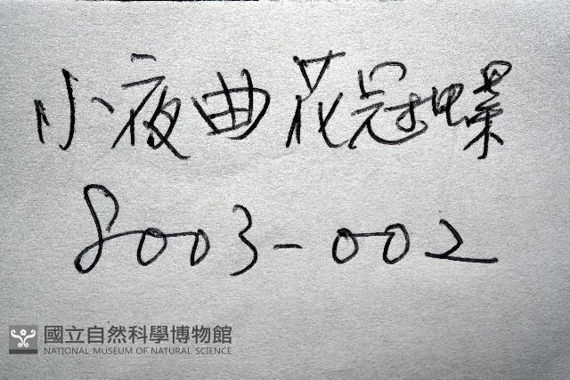 小夜曲花冠螺藏品圖，第11張
