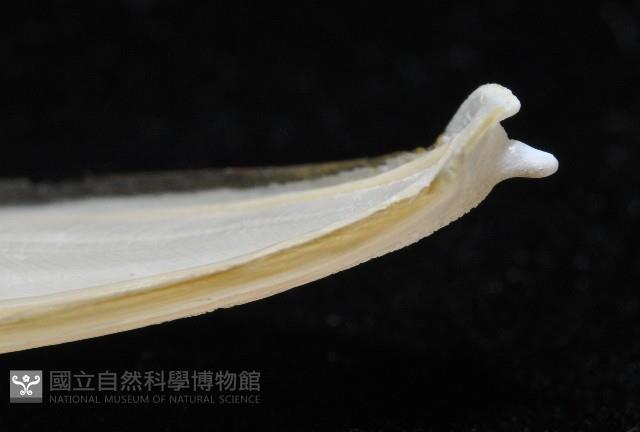 叉尾烏賊藏品圖，第11張