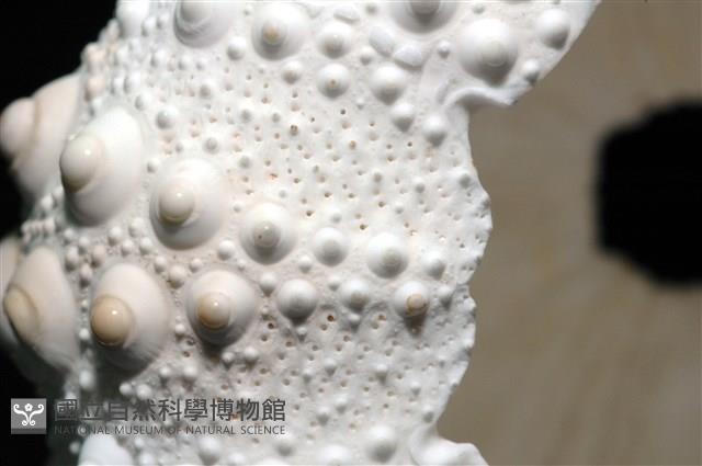 石筆海膽(鉛筆海膽)藏品圖，第11張