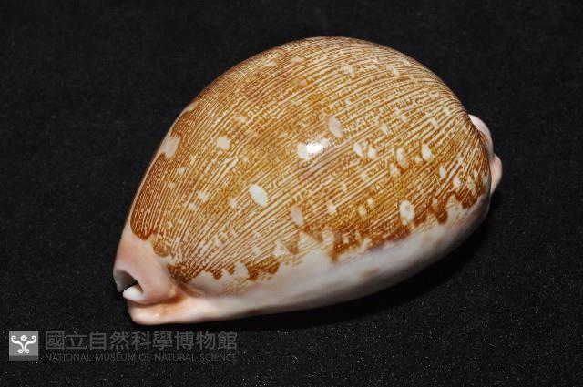 泛紅地圖寶螺藏品圖，第11張