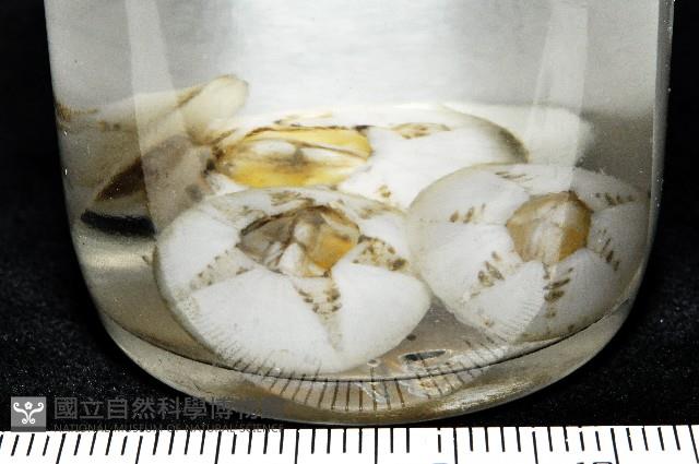 龜藤壺藏品圖，第11張
