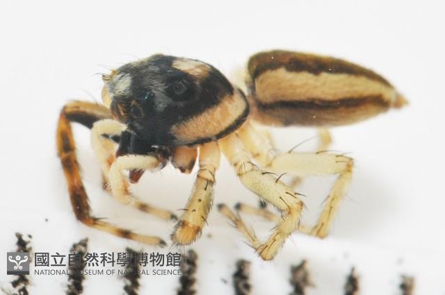 多色金毛蛛藏品圖，第11張