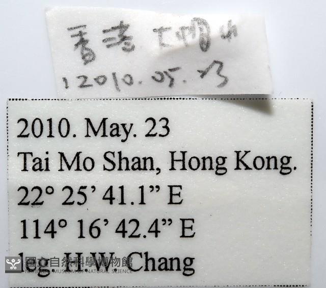 雙色木球馬陸藏品圖，第11張